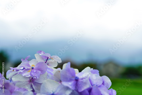 Obraz na płótnie 水滴が輝く紫陽花のクローズアップ写真 w salonie