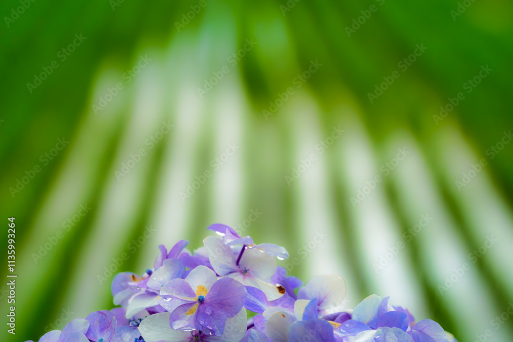 水滴が輝く紫陽花のクローズアップ写真