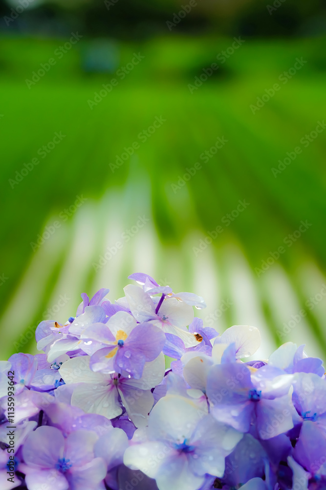 水滴が輝く紫陽花のクローズアップ写真