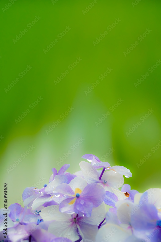 水滴が輝く紫陽花のクローズアップ写真