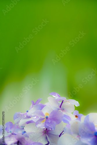 水滴が輝く紫陽花のクローズアップ写真