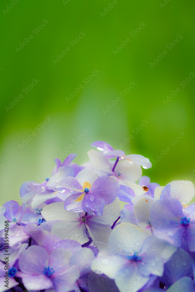 水滴が輝く紫陽花のクローズアップ写真