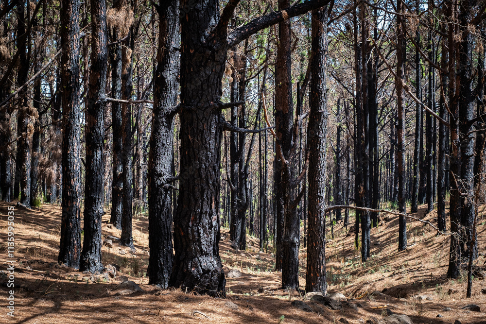 burned trees in forest after fire, wildfire landscape, Tenerife burned trees in forest after fire, wildfire landscape, Tenerife