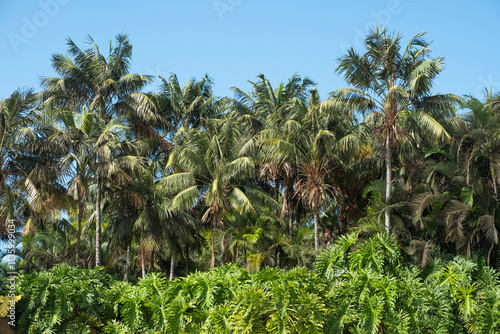 Wallpaper Mural tropical plants and plam trees background - palm tree jungle Torontodigital.ca