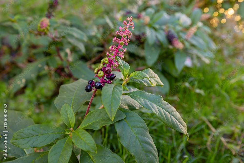 A perennial broad-leaved plant (Phytolacca decandra) with the common name: (Sekerciboyası)