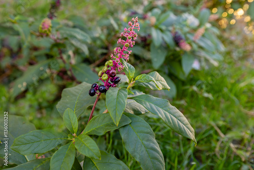 A perennial broad-leaved plant (Phytolacca decandra) with the common name: (Sekerciboyası) photo