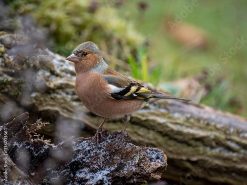 Buchfink (Fringilla coelebs) photo