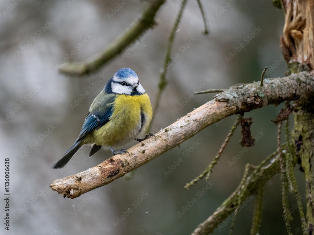 Blaumeise (Cyanistes caeruleu) Blaumeise (Cyanistes caeruleu)