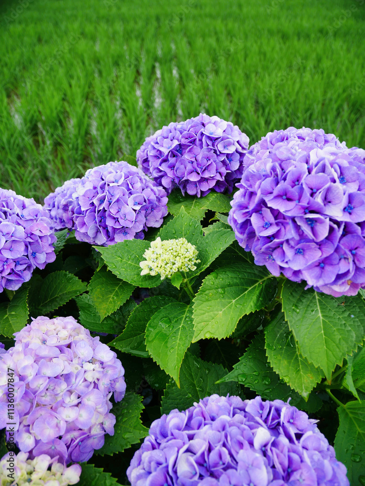 雨上がりの紫陽花と緑豊かな田園風景