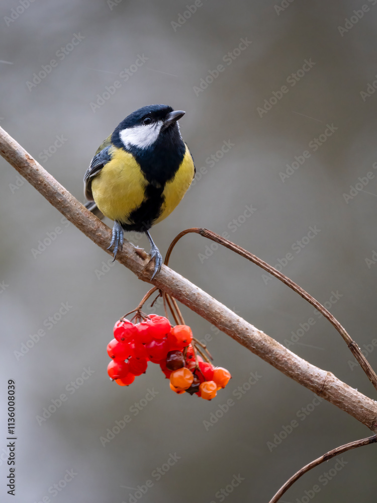 Fototapeta premium Kohlmeise (Parus major)
