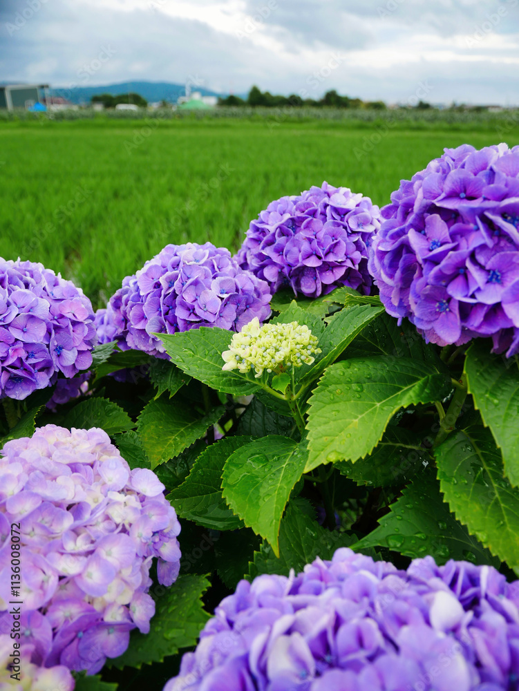 雨上がりの紫陽花と緑豊かな田園風景