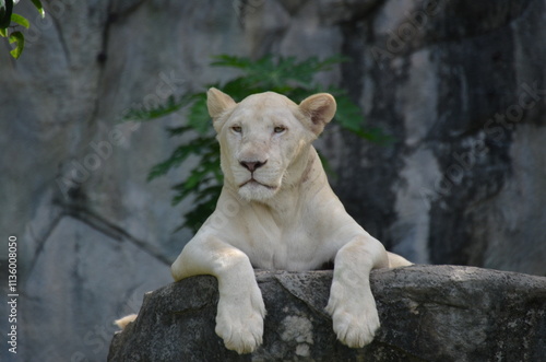 White lion resting on a rock, with its front legs stretched out in front and rocky surfaces in the background photo