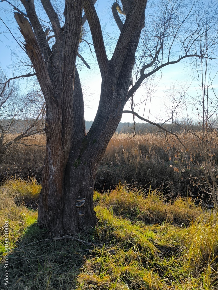 Fototapeta premium Tree in winter