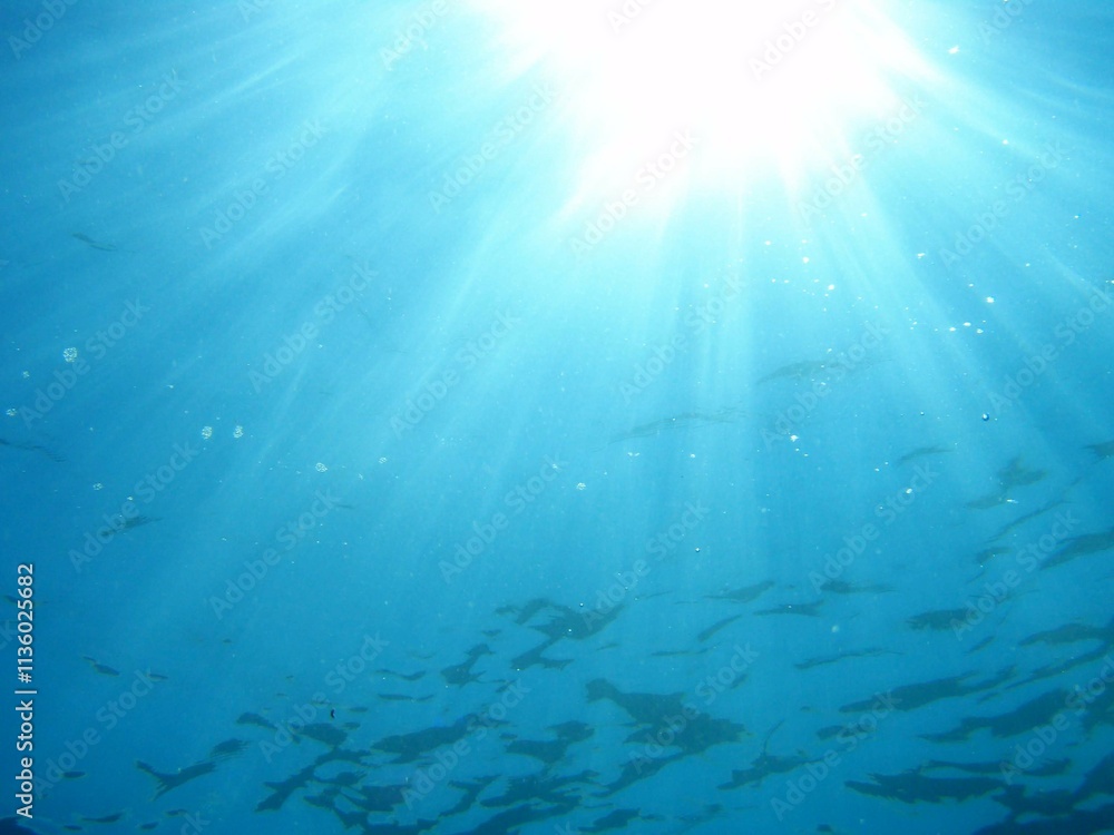 Obraz premium 海の中から水面を見上げた光輝く景色