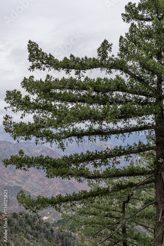 Pseudotsuga macrocarpa, bigcone spruce or bigcone Douglas-fir, San Gabriel Mountains, Los Angeles County, California. Angeles National Forest / San Gabriel Mountains National Monument. Mount Wilson.  photo