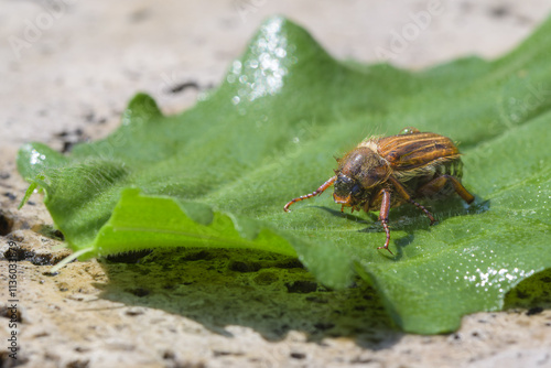 Hanneton aux reflets mordorés sur une feuille verte photo