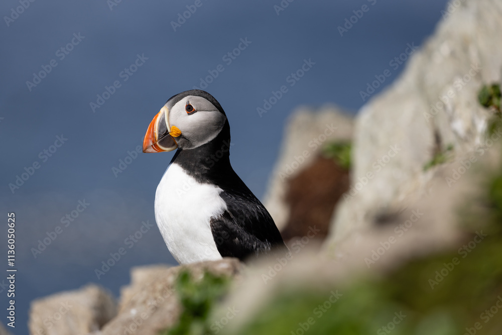 Naklejka premium Puffin on a bird cliff with blurry bkue sky 