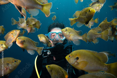 Close-up of a female scuba diver swimming with a school of bluegill fish, Blue Grotto, Williston, Florida, USA