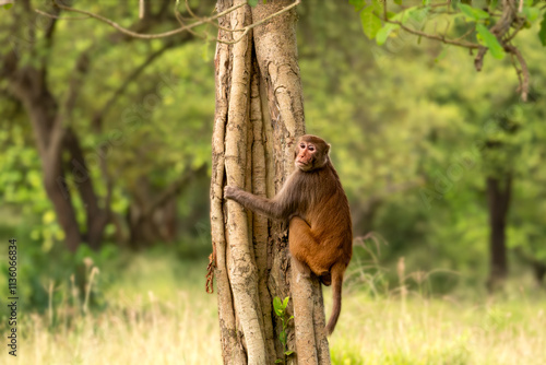 Photography baboon sitting on a tree in the forest