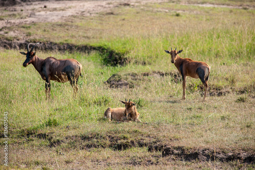 Antelope in the Masai Mara photo