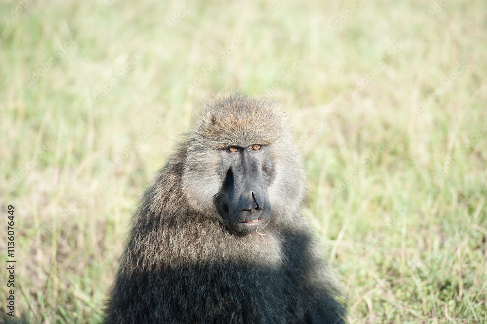 baboon in serengeti national park serengeti baboon in serengeti national park serengeti