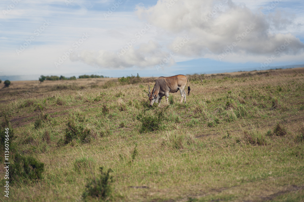 Elenantelope in the savannah of Africa Elenantelope in the savannah of Africa