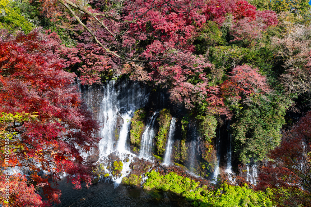 Fototapeta premium 静岡県富士宮市 紅葉の白糸の滝
