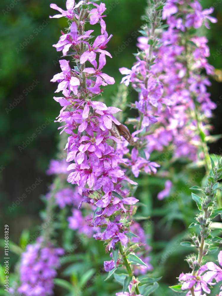 pink derbennik (Lythrum salicaria) blooms in summer pink derbennik (Lythrum salicaria) blooms in summer