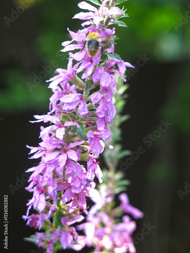 pink derbennik (Lythrum salicaria) blooms in summer photo