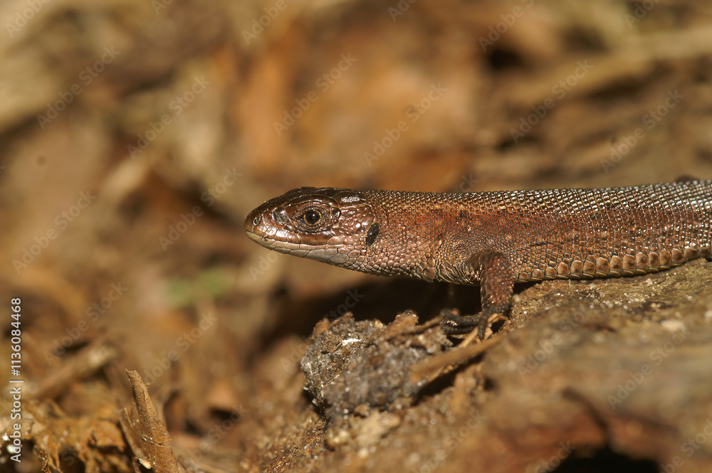 Naklejka premium Closeup on a juvenile European Common viviparous lizard, Zootoca vivipara