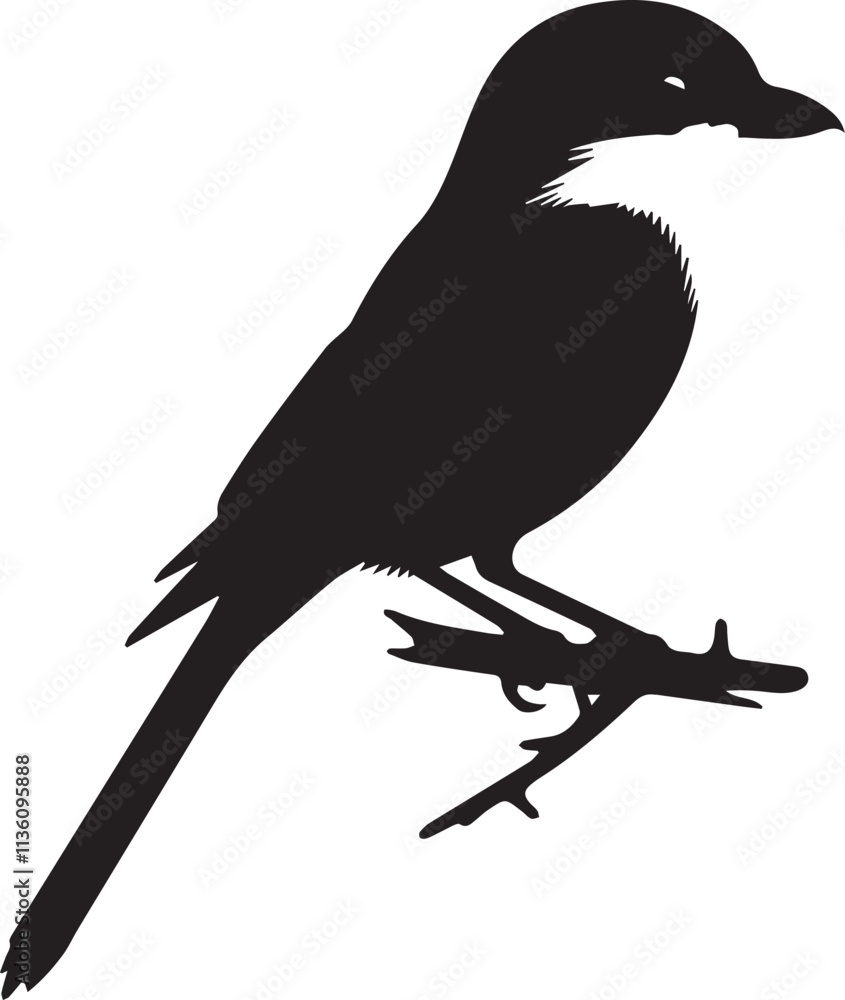 Fototapeta premium Southern grey shrike bird silhouettes Vector
