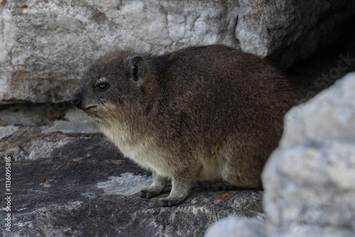 Ein Klippschliefer in der Seitenansicht zwischen Felsen sitzend photo