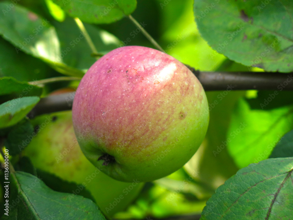 apples ripen on branches in the garden apples ripen on branches in the garden