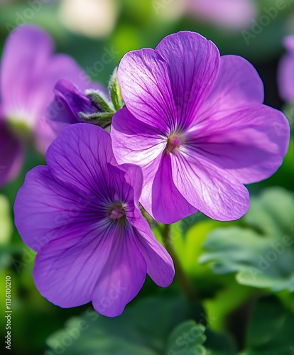 Close Up on Delicate and Vibrant Purple Flowers in Bright Sunlight : Generative AI