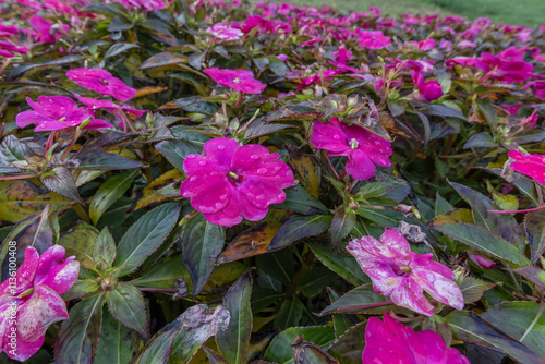 Obraz na płótnie Impatiens walleriana (Glass Beauty) flower with water droplets after rain. w salonie