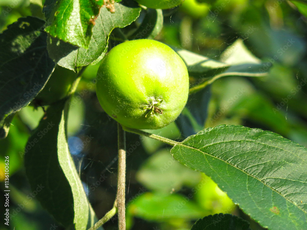 apples ripen on branches in the garden apples ripen on branches in the garden