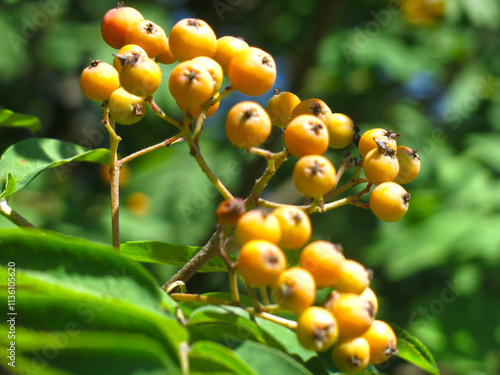 Wallpaper Mural red berries ripen on a rowan tree Torontodigital.ca
