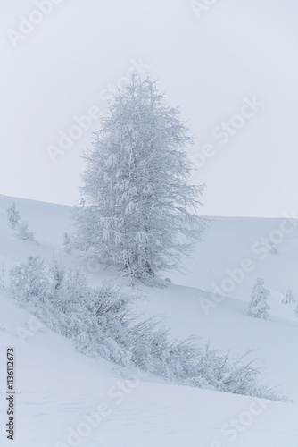 verschneite Bäume am Grödner Joch, Passo Gardena, Südtirol, Alto Adige, Italien