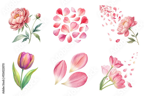 Beautiful watercolor illustration of peony and tulip flowers isolated on transparent background, perfect for weddings and decor projects