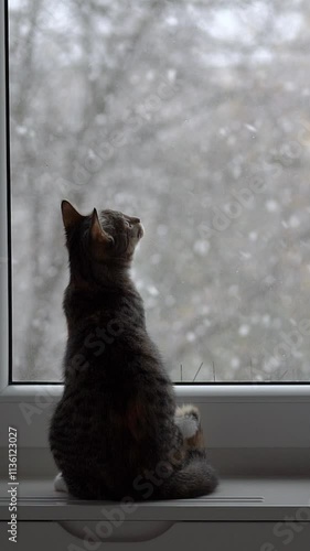 Snow falling outside as a cat observes from the window edge. Vertical. Vertical video background. 
