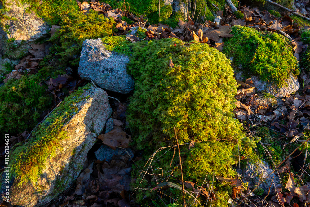 Lush green moss covering rocks in a serene forest at sunset enhances natural beauty and tranquility Lush green moss covering rocks in a serene forest at sunset enhances natural beauty and tranquility