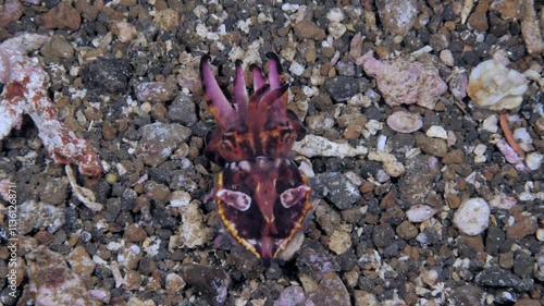 Flamboyant Cuttlefish - Ascararosepion pfefferi on the seafloor. Lembeh Strait, Indonesia