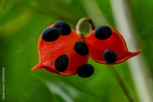 Sterculia monosperma in nature is blooming photo