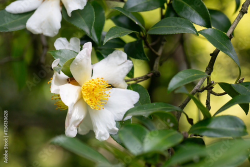 Autumn Flowering Camellia sasanqua 'Plantation Pink' Evergreen Shrub. The leaves and fruits of this camellia contain a large amount of essential oils, which are used for the manufacture of perfumes