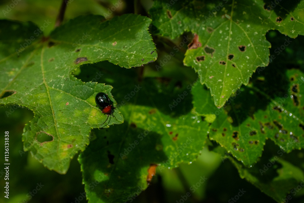 Fototapeta premium ladybug on leaf