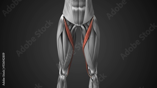 Female sartorius Muscle structure anatomy photo