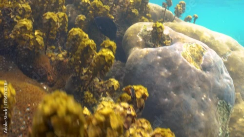 underwater landscape of a coral reef with colorful exotic fish