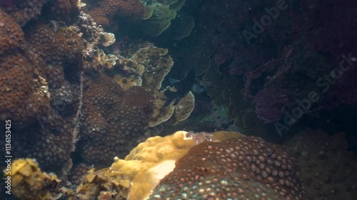 underwater landscape of a coral reef with colorful exotic fish
