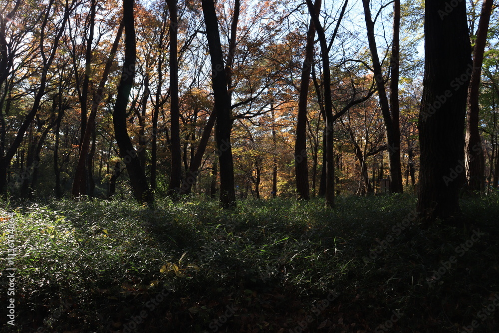 国営武蔵丘陵森林公園 国営武蔵丘陵森林公園