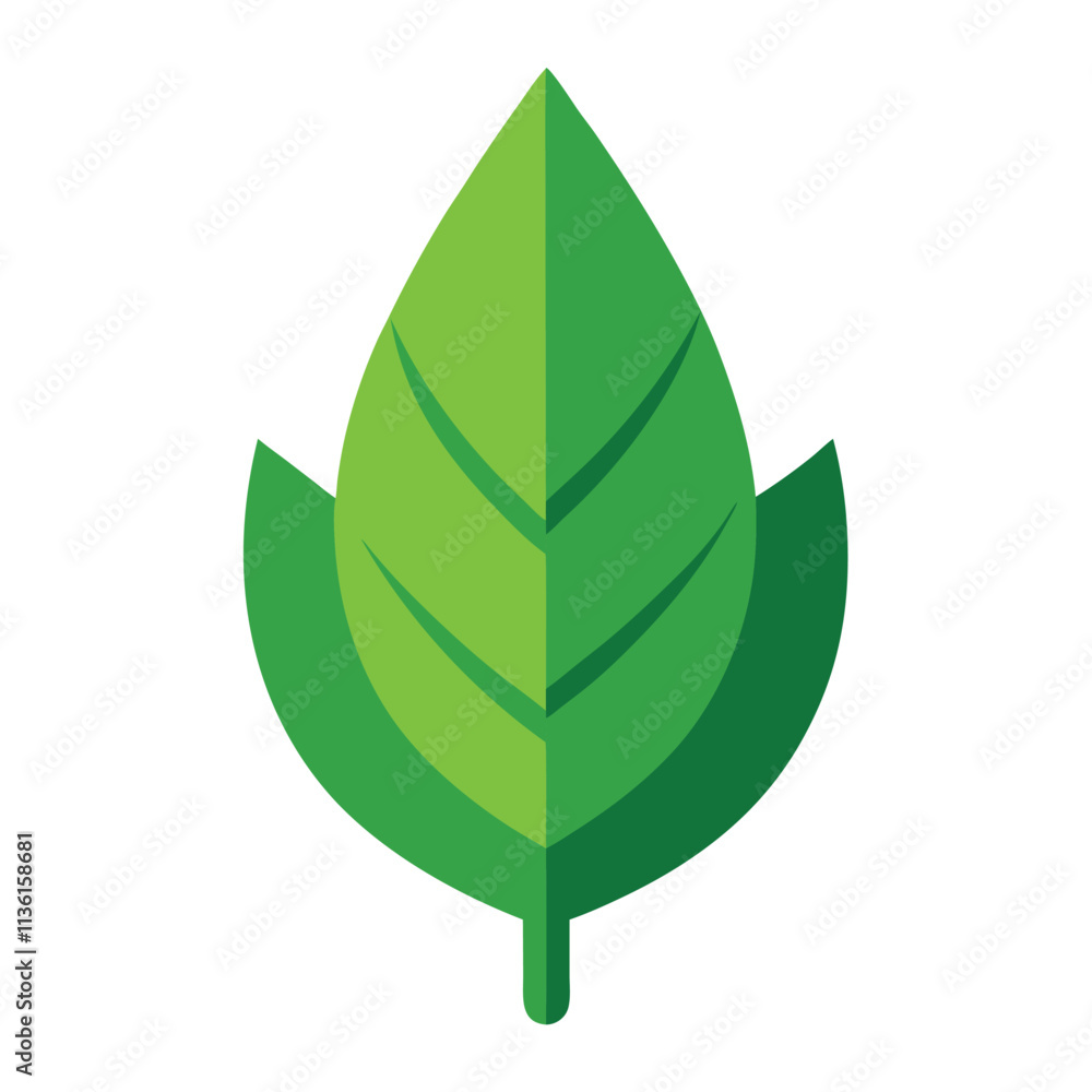 green leaf isolated on white green leaf isolated on white